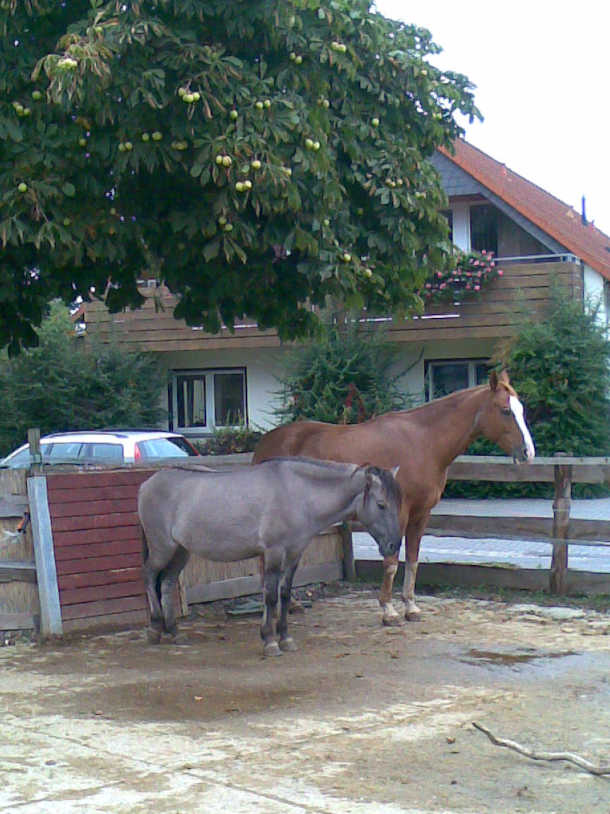 Angst beim Reiten: Warum du dich immer wieder gegen dich selbst entscheidest